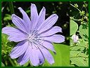 Chicory