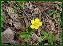 Dwarf Cinquefoil