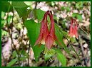 Wild Columbine