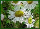  Daisy Fleabane