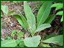 Common Mullein