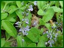 Common Speedwell