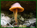 Cone-shaped Hygrophorus