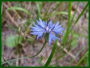 Cornflower Knapweed