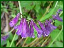 Cow Vetch