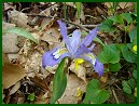 Crested Dwarf Iris