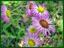 Daisy Fleabane