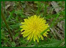 Common Dandelion