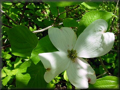 Flowering+dogwood+leaves