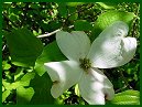 Flowering Dogwood