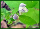 Downy Skullcap