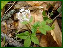 Dwarf Ginseng