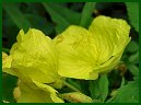 Evening Primrose (Sundrops)