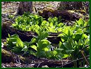 False Hellebore