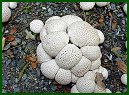 False Puffball