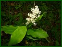 False Solomon's Seal