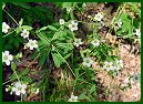 Flowering Spurge