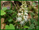 Foamflower