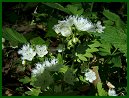 Fringed Phacelia