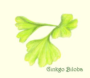 Ginkgo Biloba