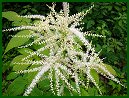 Goat's Beard