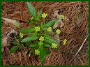 Golden Alexanders