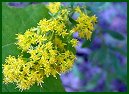 Rough-stemmed Goldenrod