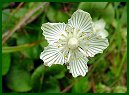 Grass-of-Parnassus