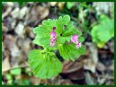 Gill-over-the-ground (Ground Ivy)