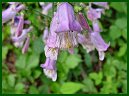 Hairy Beardtongue