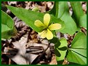 Halberd-leaved Violet