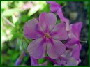 Herb Robert