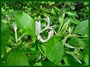 Japanese Honeysuckle