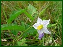 Horse Nettle