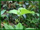 Indian Cucumber