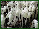 Indian Pipes