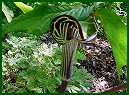 Jack-in-the-pulpit