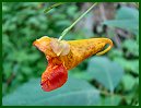 Spotted Touch-Me-Not (or Jewelweed)