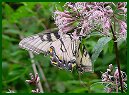 Sweet Joe-pye-weed