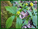 Kidneyleaf Buttercup