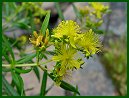 Lance-leaved Goldenrod