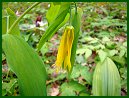 Large-flowered Bellwort