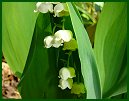 Lily-of-the-Valley