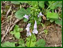 Lyre-Leaved Sage