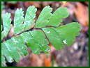 Maidenhair Fern