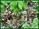 Mayapple