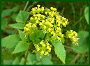 Meadow Parsnip