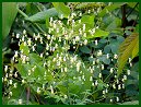 Early Meadow Rue