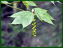 Striped Maple (Moosewood)