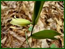 Mountain Bellwort